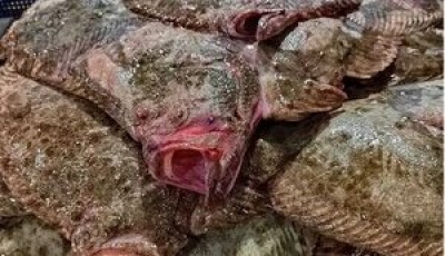 Збитки на 43 мільйона: Російські браконьєри масово грабують рибні багатства Азовського моря